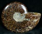 Cleoniceras Ammonite Fossil - Madagascar #7346-2